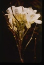 Image of Arabis alpina.