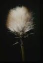 Image of [Cotton grass blossom?]