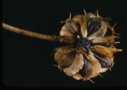 Image of Actinomens[?] altenifolia