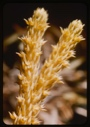 Image of Lycopodrim, club moss.