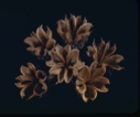 Image of Spiraea, winter pods.