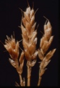 Image of Seed heads [grain?].
