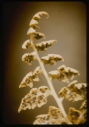 Image of Woodisa, spores.
