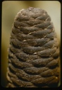 Image of Abies spiral.