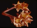 Image of Seed pods.