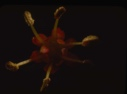Image of Acer rubrum red maple, flower bud.