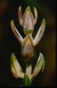 Image of Ledum buds.
