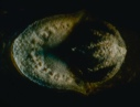 Image of Ash bud, lateral.