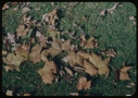 Image of Deciduous leaves under the sycamore.
