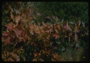 Image of Oak leaves.