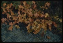 Image of Quercus ilicifolia.