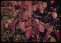 Image of Cornus florida, flowering dogwood leaves.