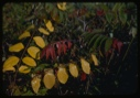 Image of Rhus globia, first fall foliage.