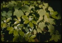 Image of Viburnum gunfolia, kalmia and Aralia in sunspot.