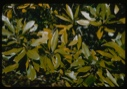 Image of Magnolia virginiana.