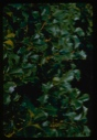 Image of Holly leaves.
