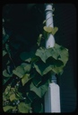 Image of Aristolochia