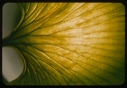 Image of Gingko leaf veins