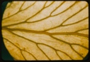 Image of Leaf veins.