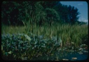 Image of Old glacial pond plants and trees,