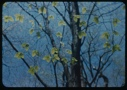 Image of Beech leaves, spring.