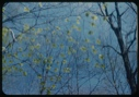 Image of Beech leaves, spring.