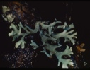 Image of Lichen.