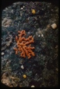 Image of Orange growth on rock.