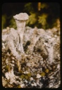 Image of Cladonia lichen.