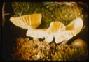 Image of Mushroom,