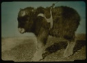 Image of Musk-ox calf in harness.