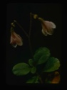 Image of Linnaea borealis, twin flower