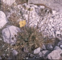 Image of Poppy [in Gravel]