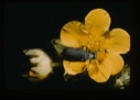 Image of Black beetle on Potentilla fruticosa.