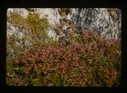 Image of Cornus suecica, red berries on ledge