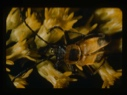 Image of Beetle on yellow Solidago