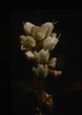 Image of Polygonum viviparum, alpine biswort -