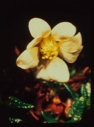 Image of Dryas integrifolia, Arctic rose