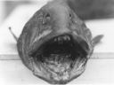 Image of Wolf Fish