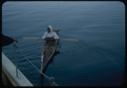 Image of Polar Eskimo in kayak by Bowdoin to greet Mac