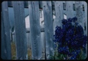 Image of Delphiniums by fence
