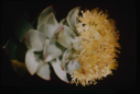 Image of Sedum roseum, Roseroot [Rhodiola rosea]