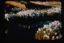 Image of Cotton grass