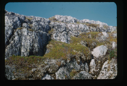 Image of Lichen creeping over rocks