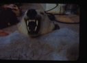 Image of image of polar bear rug showing head