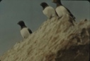 Image of Three dovekies (Little Auk)