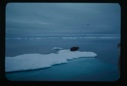 Image of Walrus on ice spur