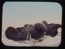 Image of Walrus herd on ice; tusks evident