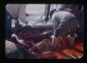 Image of Cutting up walrus