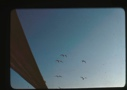 Image of Birds (fulmar?) in flight